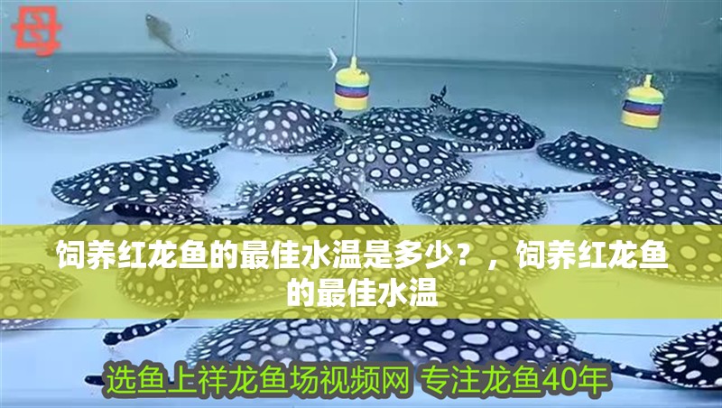 飼養(yǎng)紅龍魚的最佳水溫是多少？，飼養(yǎng)紅龍魚的最佳水溫