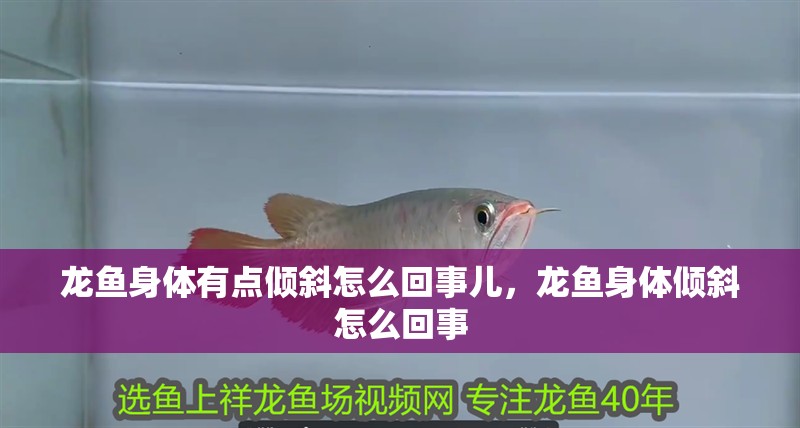 龍魚身體有點傾斜怎么回事兒，龍魚身體傾斜怎么回事