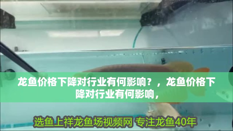 龍魚價格下降對行業有何影響？，龍魚價格下降對行業有何影響，