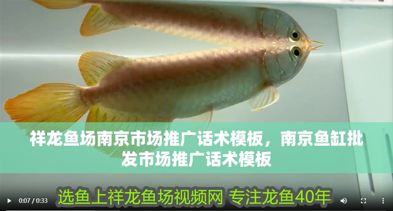祥龍魚場南京市場推廣話術模板，南京魚缸批發市場推廣話術模板