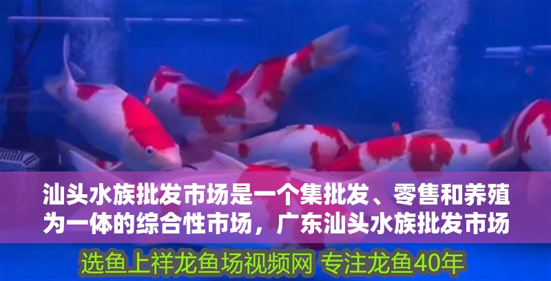 汕頭水族批發(fā)市場是一個集批發(fā)、零售和養(yǎng)殖為一體的綜合性市場，廣東汕頭水族批發(fā)市場
