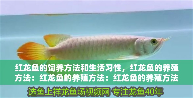 龍魚干蝦有營養嗎 紅龍魚的飼養方法和生活習性,紅龍魚的養殖方法:紅龍魚的養殖方法:紅龍魚的養殖方法 觀賞魚百科 紅龍魚的飼養方法和生活習性,紅龍魚的養殖方法:紅龍魚的養殖方法:紅龍魚的養殖方法 紅龍魚的飼養方法和生活習性,紅龍魚的養殖方法:紅龍魚的養殖方法:紅龍魚的養殖方法 觀賞魚百科