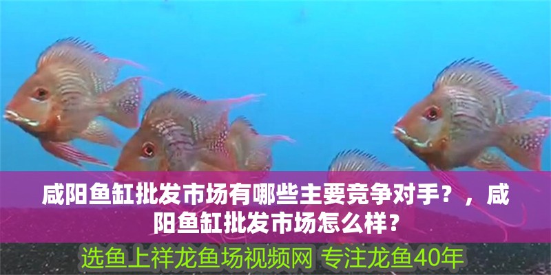 咸陽魚缸批發市場有哪些主要競爭對手？，咸陽魚缸批發市場怎么樣？