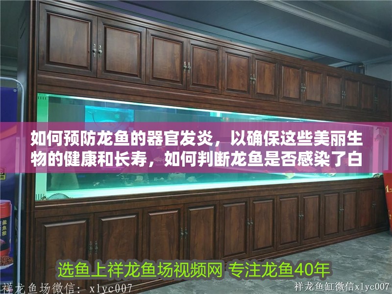 如何預防龍魚的器官發炎，以確保這些美麗生物的健康和長壽，如何判斷龍魚是否感染了白點病，如何預防龍魚的器官發炎