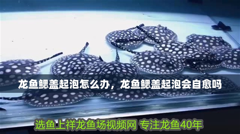 龍魚鰓蓋起泡怎么辦，龍魚鰓蓋起泡會自愈嗎
