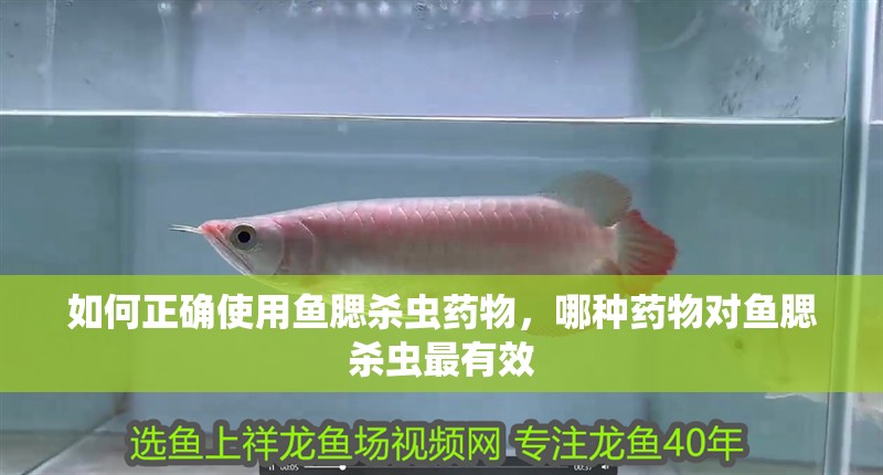 如何正確使用魚腮殺蟲藥物，哪種藥物對魚腮殺蟲最有效