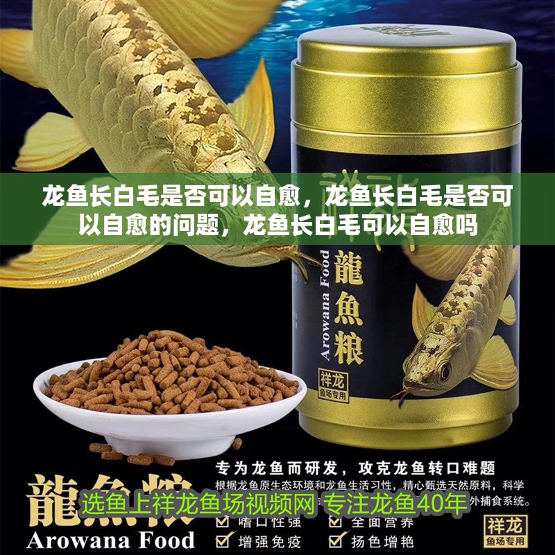 龍魚長白毛是否可以自愈，龍魚長白毛是否可以自愈的問題，龍魚長白毛可以自愈嗎