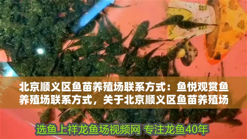 北京順義區魚苗養殖場聯系方式：魚悅觀賞魚養殖場聯系方式，關于北京順義區魚苗養殖場的聯系方式