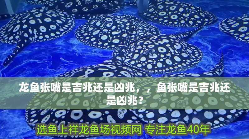 龍魚張嘴是吉兆還是兇兆，，魚張嘴是吉兆還是兇兆？