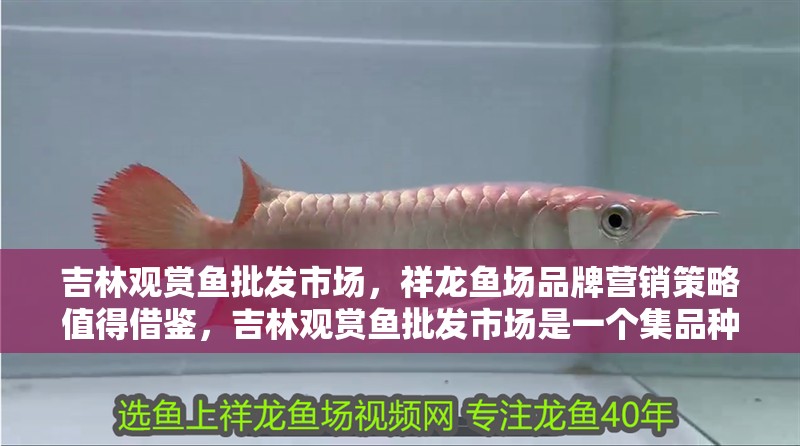 吉林觀賞魚批發(fā)市場，祥龍魚場品牌營銷策略值得借鑒，吉林觀賞魚批發(fā)市場是一個集品種豐富、價格合理的交易市場