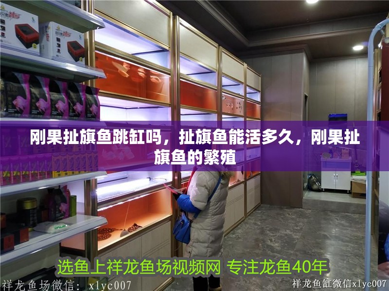 剛果扯旗魚跳缸嗎，扯旗魚能活多久，剛果扯旗魚的繁殖