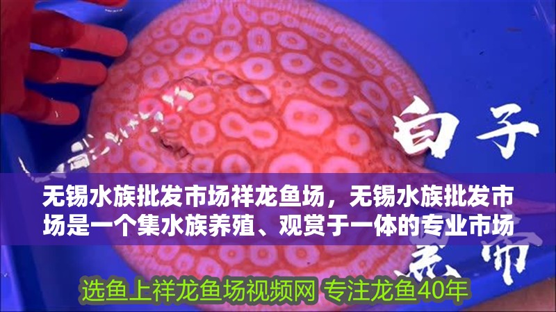 無錫水族批發市場祥龍魚場，無錫水族批發市場是一個集水族養殖、觀賞于一體的專業市場
