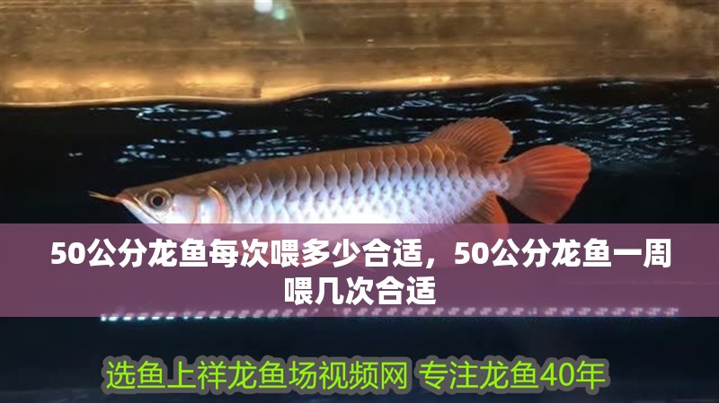 50公分龍魚每次喂多少合適，50公分龍魚一周喂幾次合適
