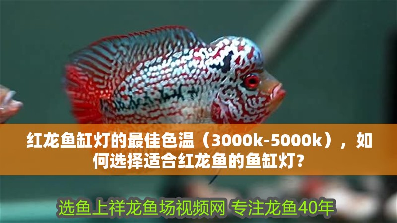 紅龍魚缸燈的最佳色溫（3000k-5000k），如何選擇適合紅龍魚的魚缸燈？