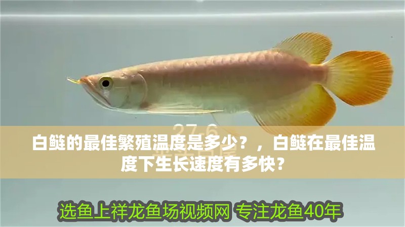 白鰱的最佳繁殖溫度是多少？，白鰱在最佳溫度下生長速度有多快？