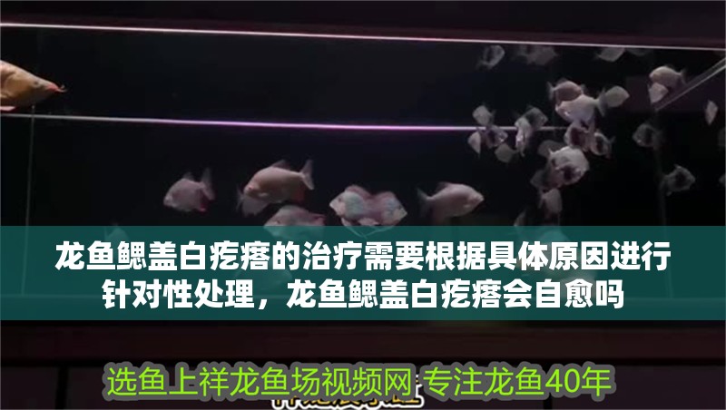 龍魚鰓蓋白疙瘩的治療需要根據具體原因進行針對性處理，龍魚鰓蓋白疙瘩會自愈嗎