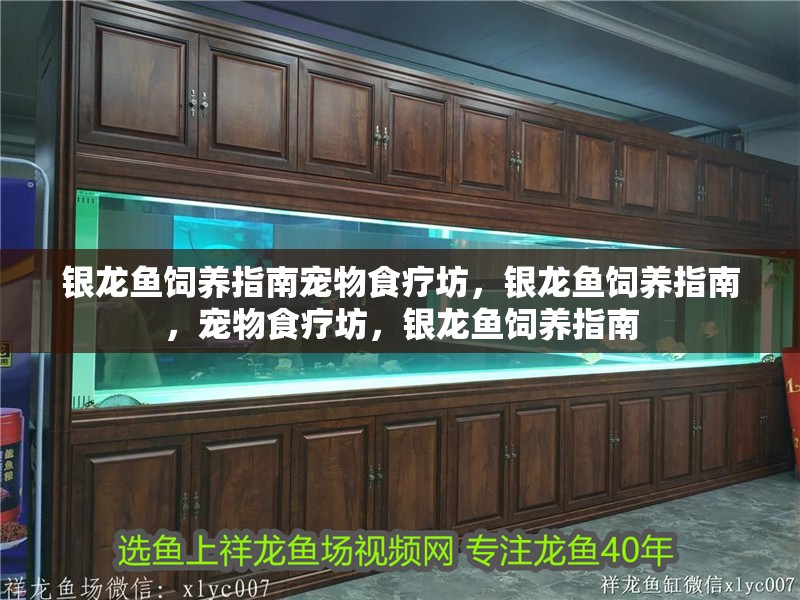 銀龍魚飼養指南寵物食療坊，銀龍魚飼養指南，寵物食療坊，銀龍魚飼養指南