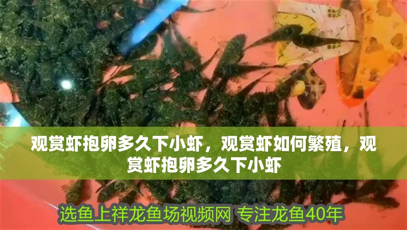 觀賞蝦抱卵多久下小蝦，觀賞蝦如何繁殖，觀賞蝦抱卵多久下小蝦