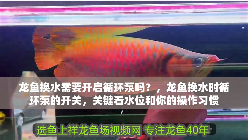 龍魚(yú)換水需要開(kāi)啟循環(huán)泵嗎？，龍魚(yú)換水時(shí)循環(huán)泵的開(kāi)關(guān)，關(guān)鍵看水位和你的操作習(xí)慣