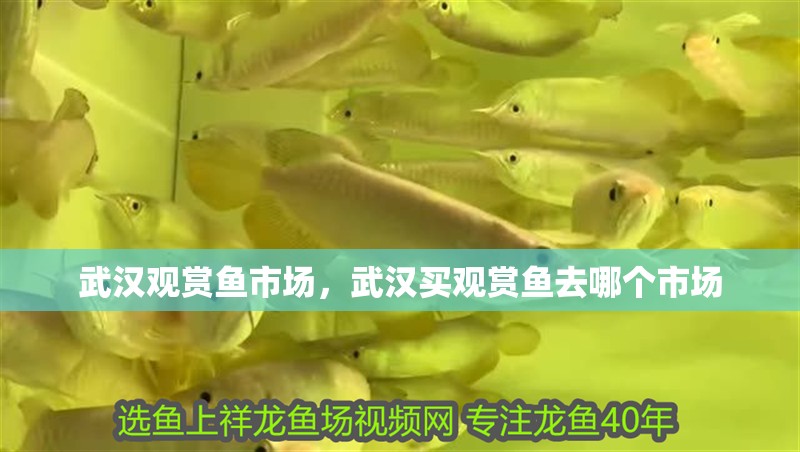 武漢觀賞魚市場，武漢買觀賞魚去哪個市場