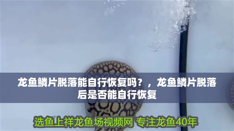龍魚鱗片脫落能自行恢復嗎？，龍魚鱗片脫落后是否能自行恢復