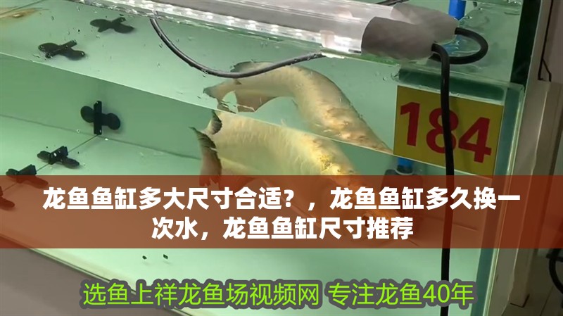 龍魚魚缸多大尺寸合適？，龍魚魚缸多久換一次水，龍魚魚缸尺寸推薦