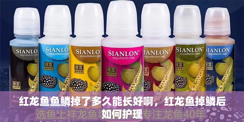 紅龍魚魚鱗掉了多久能長好啊，紅龍魚掉鱗后如何護理