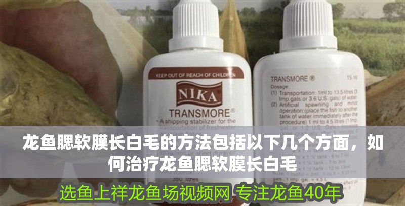 龍魚腮軟膜長(zhǎng)白毛的方法包括以下幾個(gè)方面，如何治療龍魚腮軟膜長(zhǎng)白毛