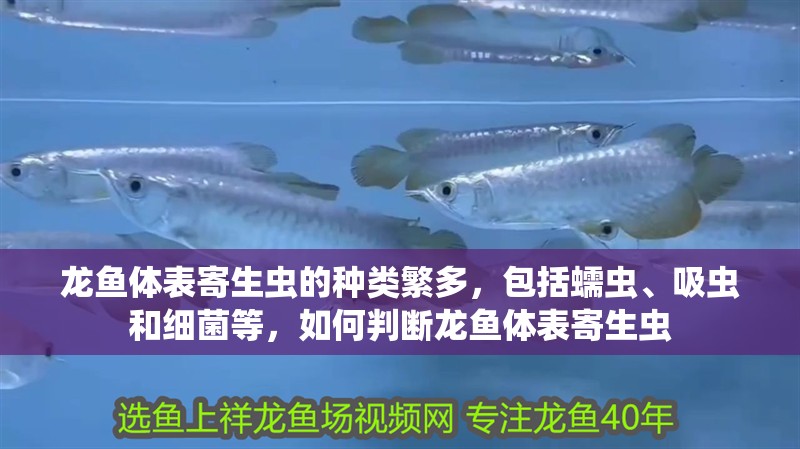 魚(yú)缸過(guò)濾器選購(gòu)指南:自制魚(yú)缸過(guò)濾器魚(yú)缸上置過(guò)濾器對(duì)于養(yǎng)魚(yú)愛(ài)好者的必備知識(shí) 龍魚(yú)體表寄生蟲(chóng)的種類繁多,包括蠕蟲(chóng)、吸蟲(chóng)和細(xì)菌等,如何判斷龍魚(yú)體表寄生蟲(chóng) 龍魚(yú)百科 龍魚(yú)體表寄生蟲(chóng)的種類繁多,包括蠕蟲(chóng)、吸蟲(chóng)和細(xì)菌等,如何判斷龍魚(yú)體表寄生蟲(chóng) 龍魚(yú)體表寄生蟲(chóng)的種類繁多,包括蠕蟲(chóng)、吸蟲(chóng)和細(xì)菌等,如何判斷龍魚(yú)體表寄生蟲(chóng) 龍魚(yú)百科