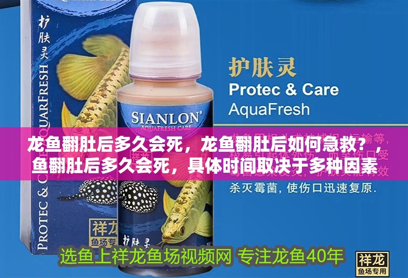 龍魚翻肚后多久會(huì)死，龍魚翻肚后如何急救？，魚翻肚后多久會(huì)死，具體時(shí)間取決于多種因素