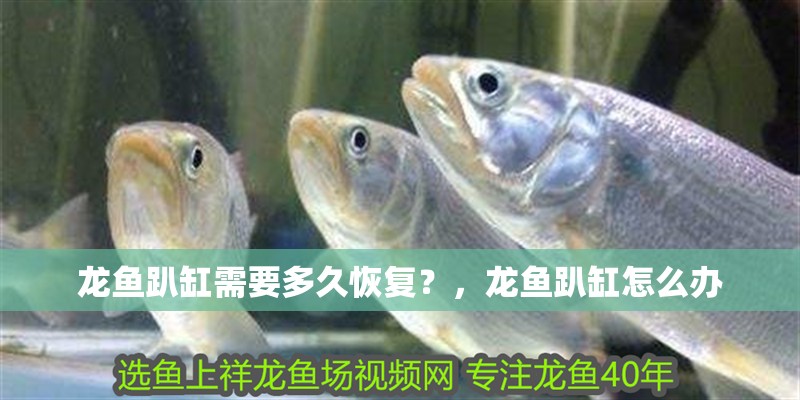 龍魚趴缸需要多久恢復？，龍魚趴缸怎么辦
