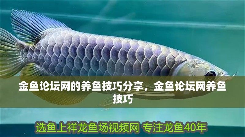 金魚論壇網的養魚技巧分享，金魚論壇網養魚技巧
