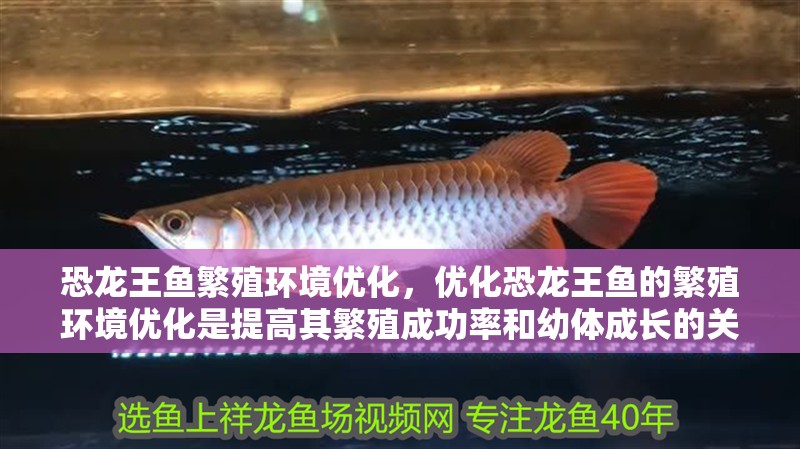 恐龍王魚繁殖環(huán)境優(yōu)化，優(yōu)化恐龍王魚的繁殖環(huán)境優(yōu)化是提高其繁殖成功率和幼體成長的關(guān)鍵因素