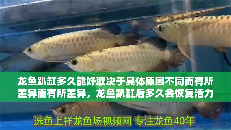 龍魚趴缸多久能好取決于具體原因不同而有所差異而有所差異，龍魚趴缸后多久會恢復活力？