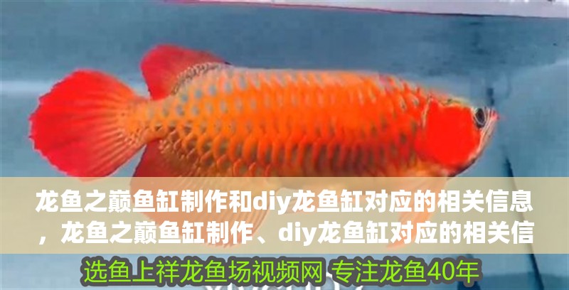 龍魚之巔魚缸制作和diy龍魚缸對(duì)應(yīng)的相關(guān)信息，龍魚之巔魚缸制作、diy龍魚缸對(duì)應(yīng)的相關(guān)信息