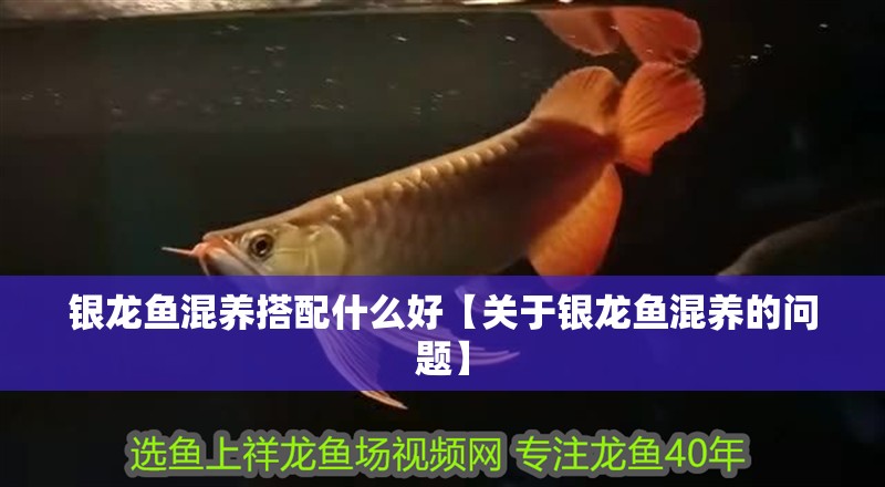 銀龍魚混養(yǎng)搭配什么好【關(guān)于銀龍魚混養(yǎng)的問題】