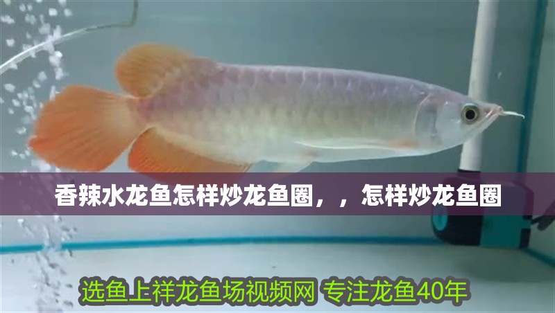 香辣水龍魚怎樣炒龍魚圈，，怎樣炒龍魚圈
