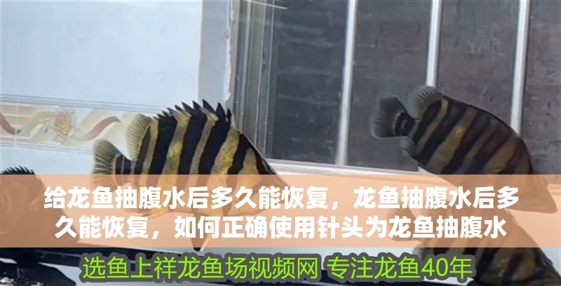 給龍魚抽腹水后多久能恢復，龍魚抽腹水后多久能恢復，如何正確使用針頭為龍魚抽腹水