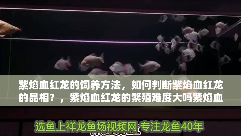 紫焰血紅龍的飼養方法，如何判斷紫焰血紅龍的品相？，紫焰血紅龍的繁殖難度大嗎紫焰血紅龍的繁殖難度大嗎