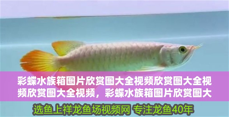 彩蝶水族箱圖片欣賞圖大全視頻欣賞圖大全視頻欣賞圖大全視頻，彩蝶水族箱圖片欣賞圖大全視頻