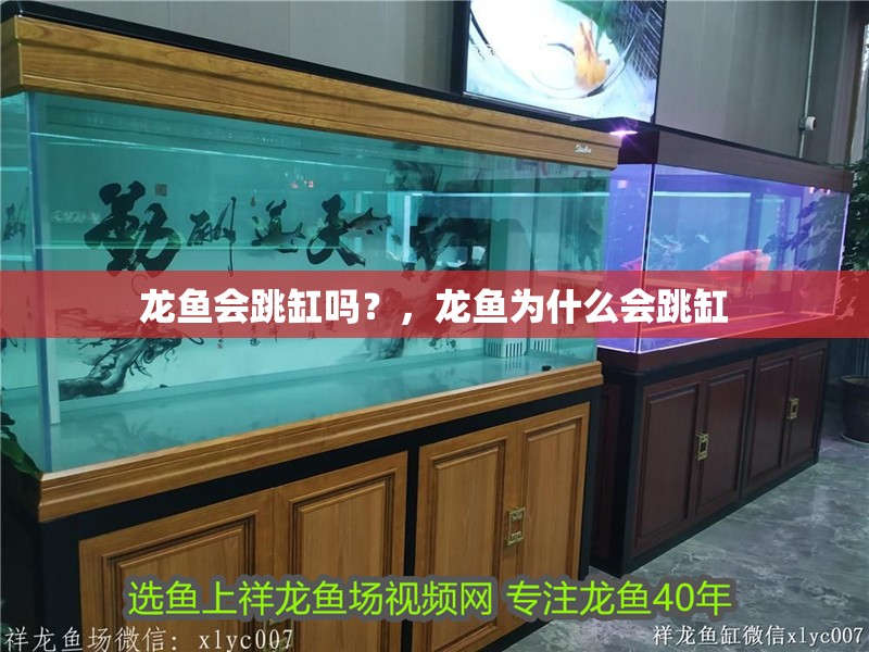 龍魚會跳缸嗎？，龍魚為什么會跳缸