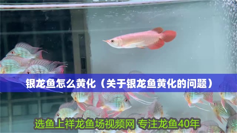 銀龍魚(yú)怎么黃化（關(guān)于銀龍魚(yú)黃化的問(wèn)題）