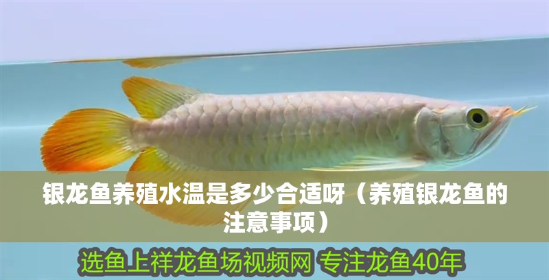 銀龍魚養殖水溫是多少合適呀（養殖銀龍魚的注意事項）