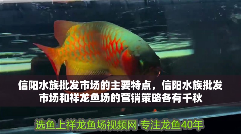 信陽水族批發市場的主要特點，信陽水族批發市場和祥龍魚場的營銷策略各有千秋