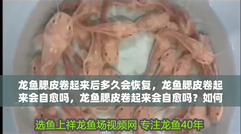 龍魚腮皮卷起來后多久會恢復(fù)，龍魚腮皮卷起來會自愈嗎，龍魚腮皮卷起來會自愈嗎？如何判斷龍魚腮皮是否感染？