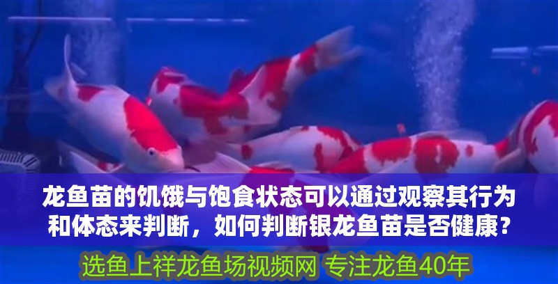 龍魚(yú)苗的饑餓與飽食狀態(tài)可以通過(guò)觀察其行為和體態(tài)來(lái)判斷，如何判斷銀龍魚(yú)苗是否健康？
