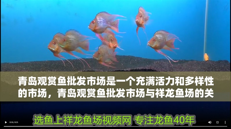 青島觀賞魚批發市場是一個充滿活力和多樣性的市場，青島觀賞魚批發市場與祥龍魚場的關系