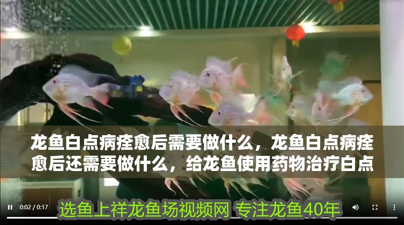 龍魚白點病痊愈后需要做什么，龍魚白點病痊愈后還需要做什么，給龍魚使用藥物治療白點病時需要注意以下幾點