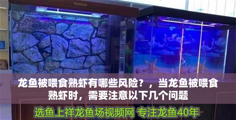 龍魚被喂食熟蝦有哪些風險？，當龍魚被喂食熟蝦時，需要注意以下幾個問題