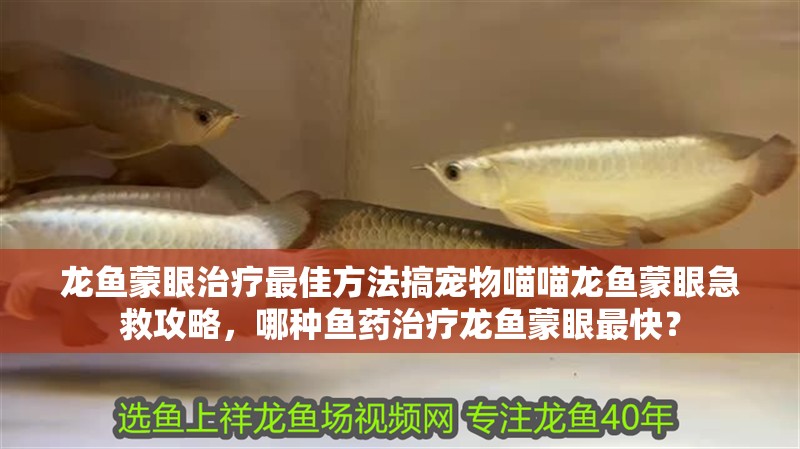 龍魚(yú)蒙眼治療最佳方法搞寵物喵喵龍魚(yú)蒙眼急救攻略，哪種魚(yú)藥治療龍魚(yú)蒙眼最快？